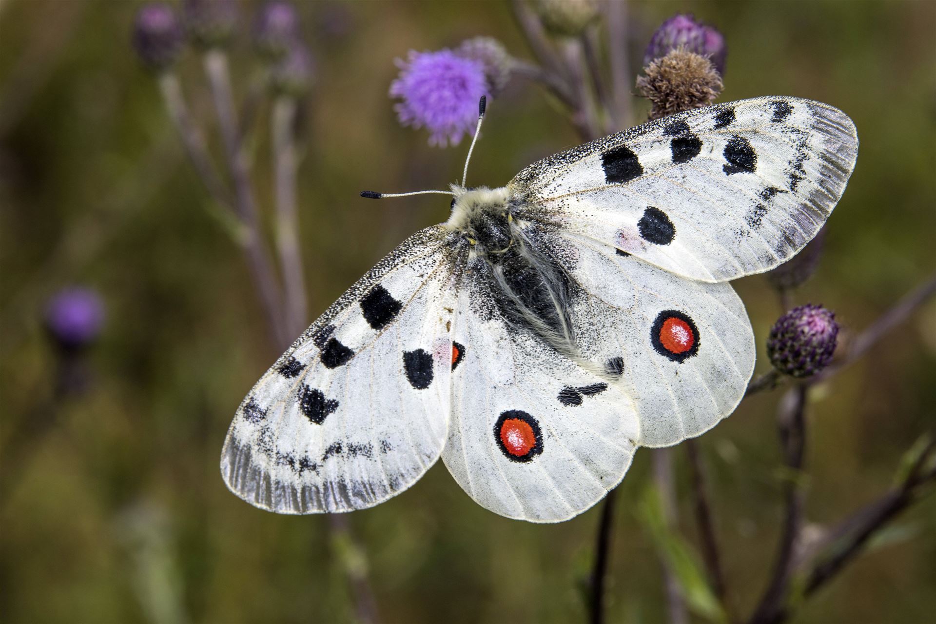 Landwirtschaft trägt wesentlich zum Artenschutz bei