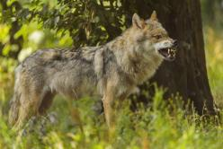 Neues Wolfsrudel im Westerwald