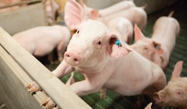 Schweinehaltung weiterentwickeln – Möglichkeiten und Wege