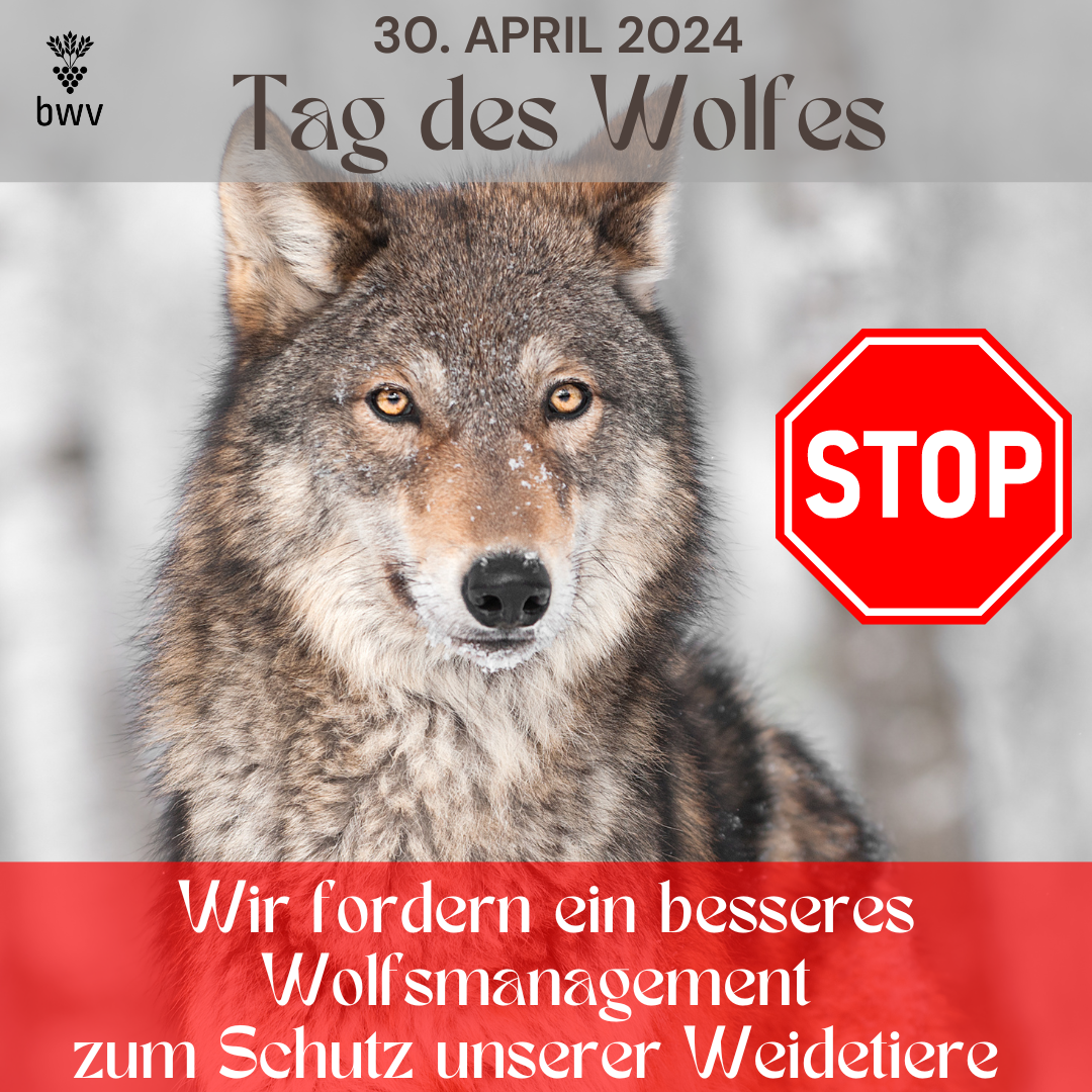 BWV-Präsident Marco Weber: „Der Wolf muss bejagt werden“