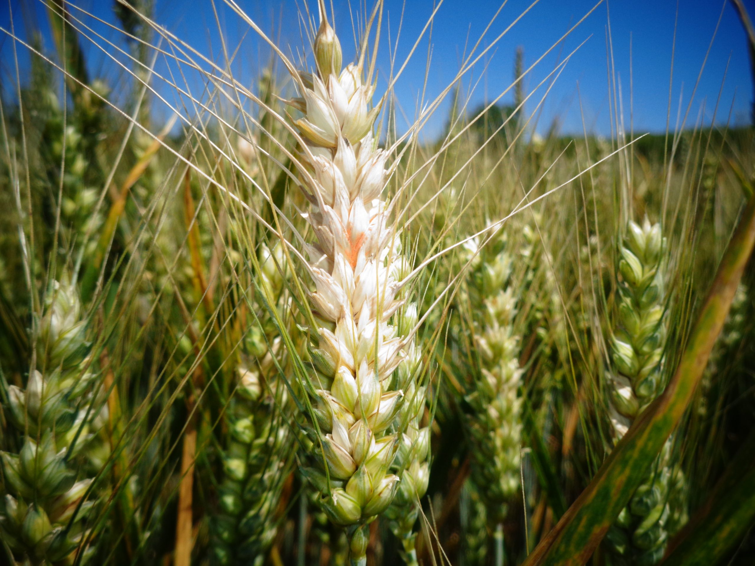 Ab Juli gelten strengere Höchstwerte für Mykotoxine bei Getreide