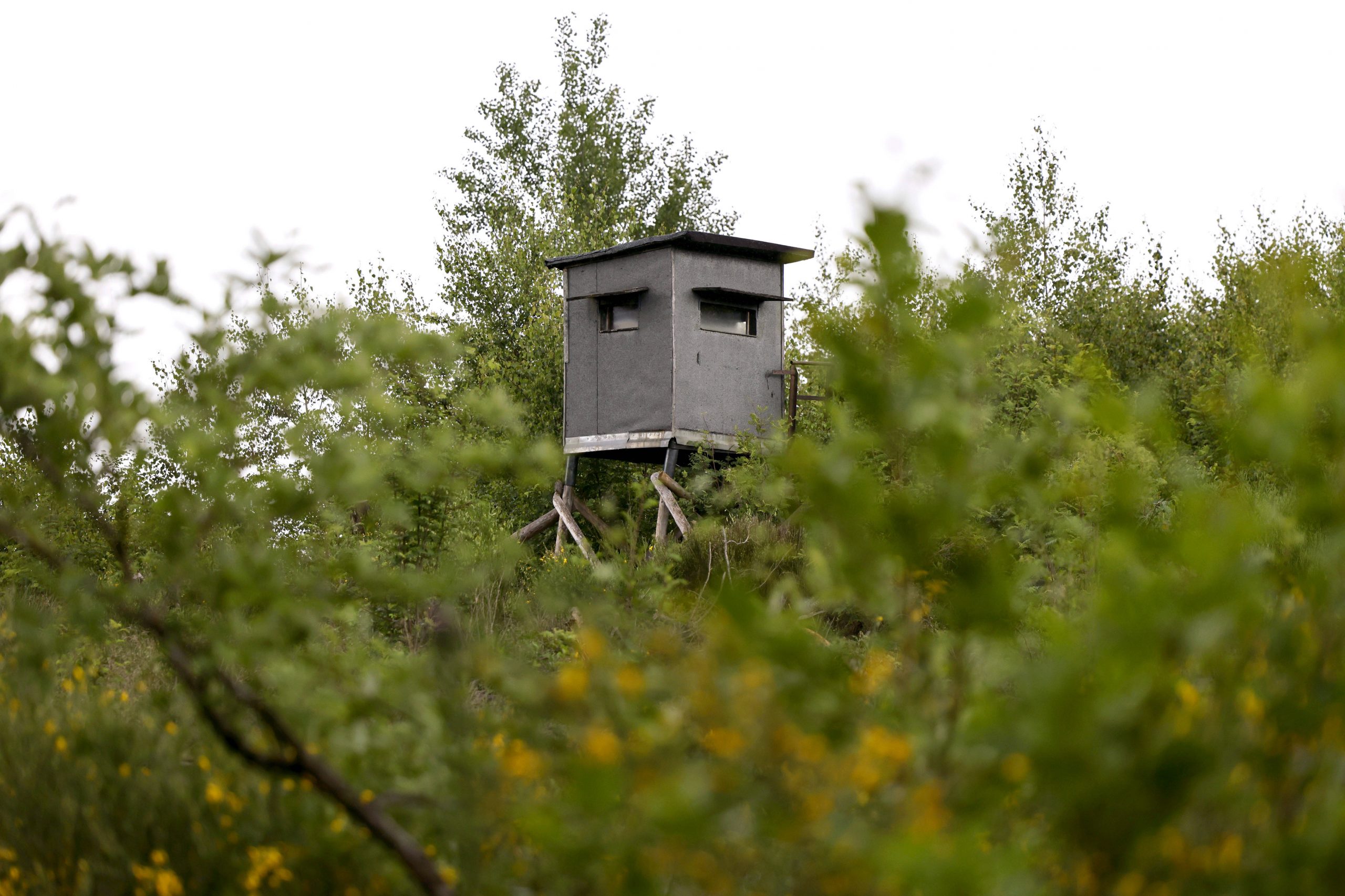 IGJG und BWV nehmen Stellung zum Landesjagdgesetz Rheinland-Pfalz