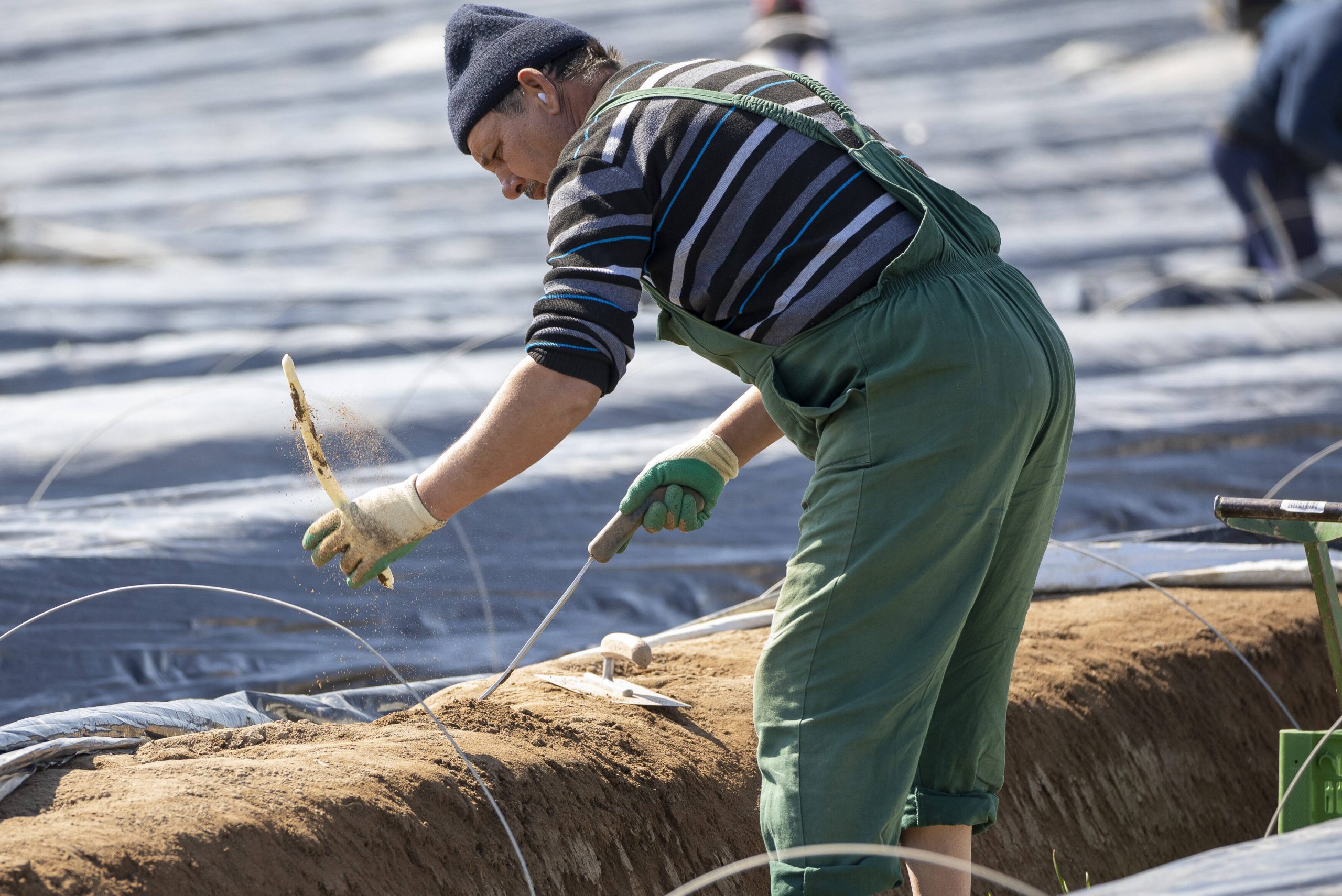 Landwirtschaftliche Arbeitgeber fordern Ausnahmeregelung beim Mindestlohn für Saisonarbeit