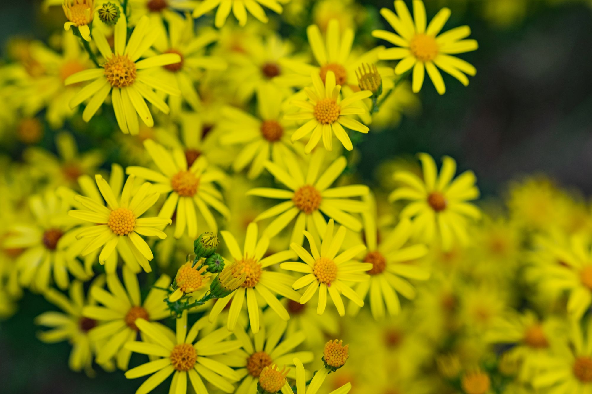 Das Jakobskreuzkraut auf dem Vormarsch – Eine Gefahr für Mensch und Tier