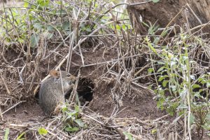 Feldmaus Imago0824888463 300x200