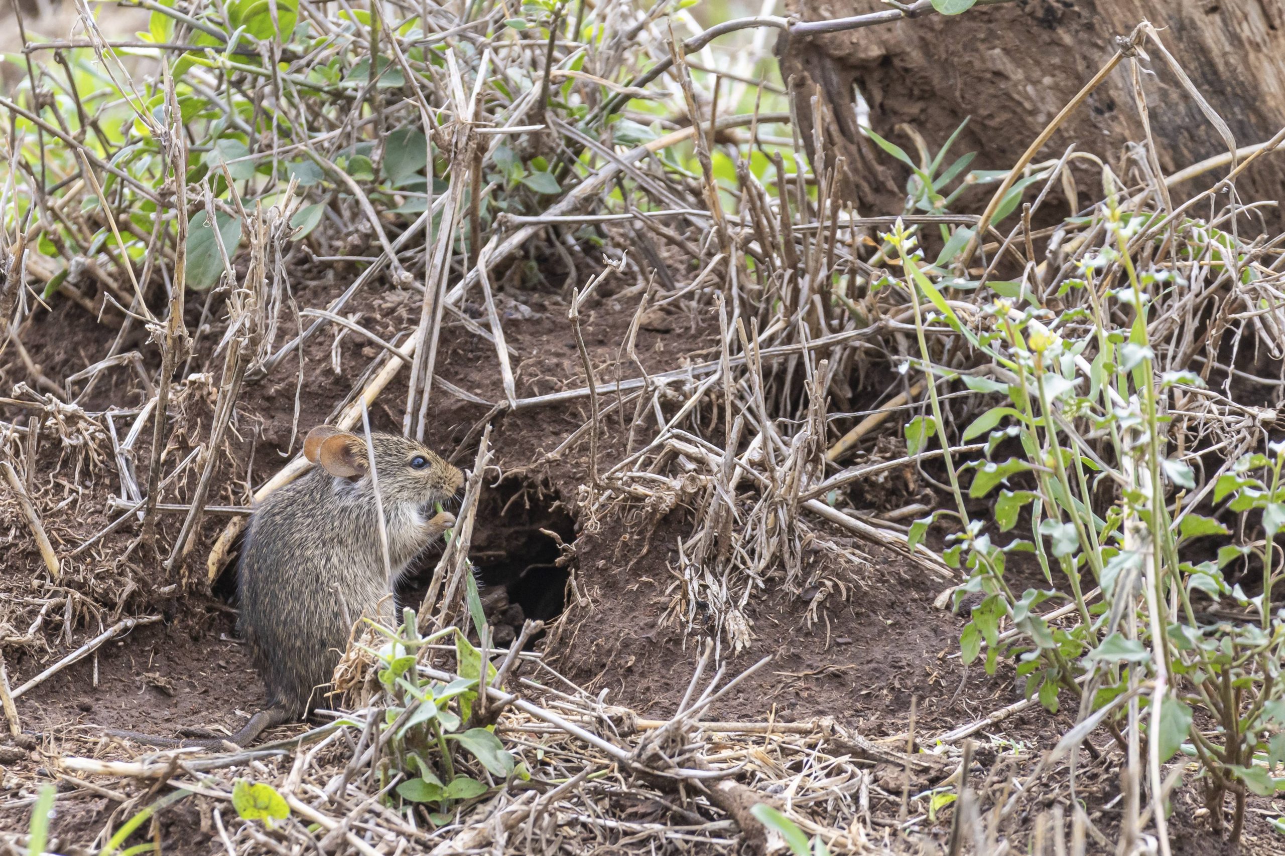 BWV-Präsident Weber: Schadnagerbekämpfung auf landwirtschaftlichen Betrieben muss unbürokratisch bleiben