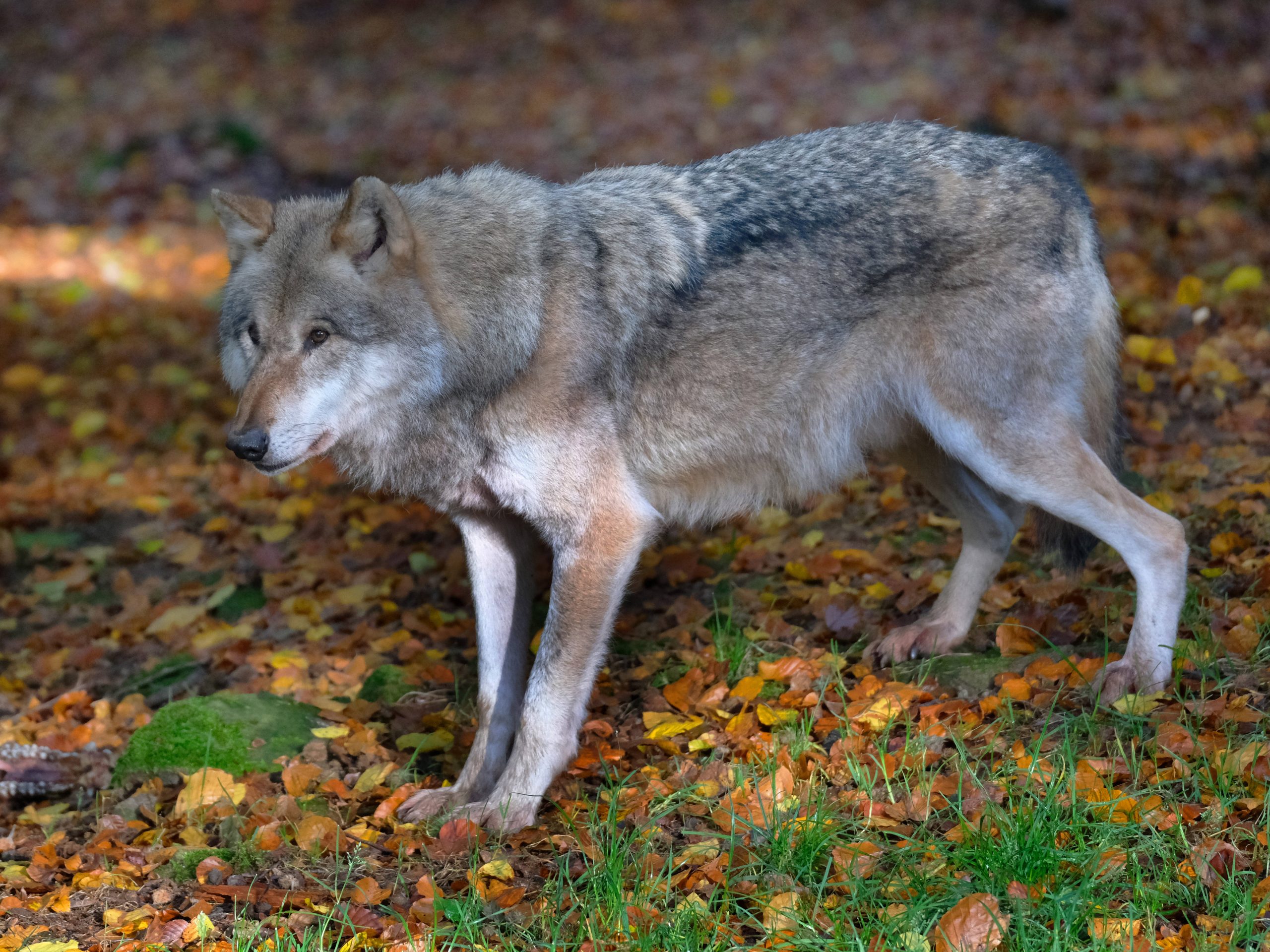 Kabinett beschließt Aufnahme des Wolfes in Bundesjagdgesetz – BWV-Präsident Marco Weber und Josef Schwan (IGJG) begrüßen die Initiative auf Bundesebene