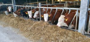 Schwan 2020 7 300x142